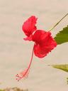 Flower.
